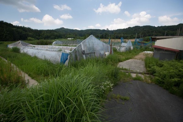 Fukushima, Greenpeace: "Contaminazione radioattiva ancora a livelli alti"