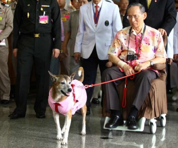 Thailandia, deride su Facebook il cane del re: rischia 37 anni di carcere per lesa maestà