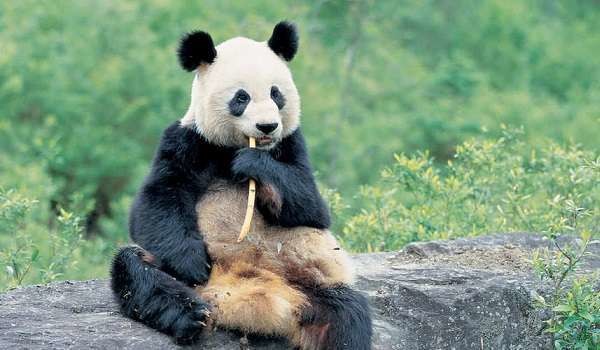 Cina: dichiarato protetto l'habitat del panda gigante, accolte le denunce di Greenpeace
