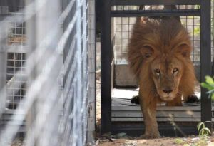 Cile shock, 20enne entra nudo nella gabbia dei leoni per suicidarsi: uccisi per salvarlo