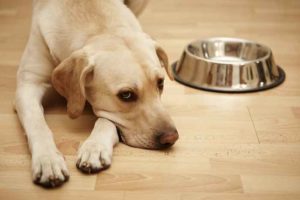 Sedativo nel cibo per animali, muore un cane: la Evanger's ritira i prodotti
